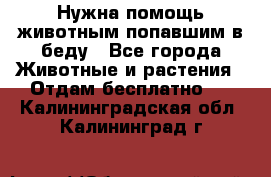 Нужна помощь животным попавшим в беду - Все города Животные и растения » Отдам бесплатно   . Калининградская обл.,Калининград г.